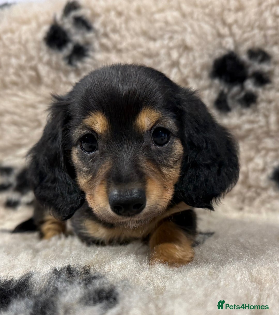 Miniature Dachshund dogs for sale: Miniature dachshund - Image 10