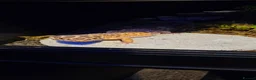 Leopard Gecko reptiles for sale: Leopard gecko with 50 gallon reptile tank. - Advert 7