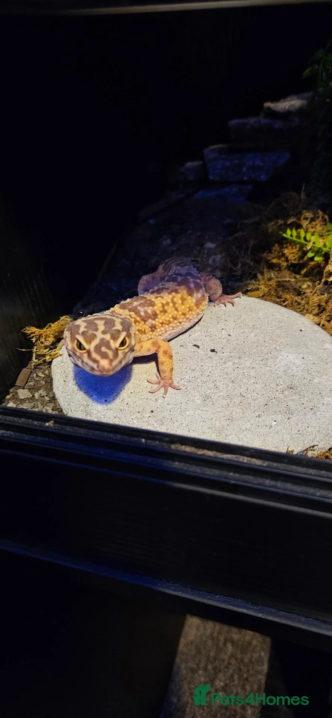 Leopard Gecko reptiles for sale: Leopard gecko with 50 gallon reptile tank. - Advert 7