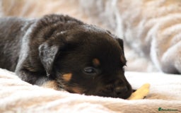Mixed Breed dogs for sale: Rottweiler/pressa f1 - Image 18