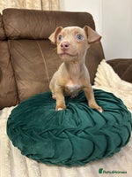 Jack Russell dogs - Advert 1