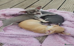 Chihuahua dogs for sale: 2 beautiful chihuahuas  - Image 2
