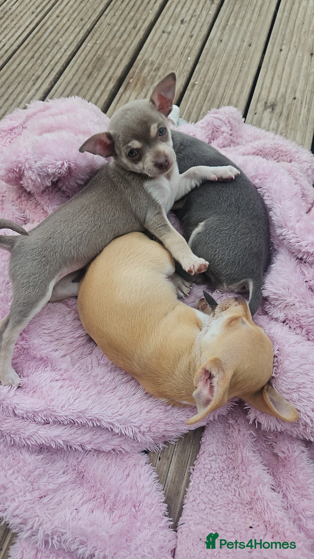 Chihuahua dogs for sale: 2 beautiful chihuahuas  - Image 2