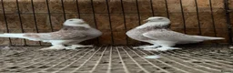 Pigeons birds for sale: FANCY WEST OF ENGLAND TUMBLERS  - Advert 17
