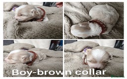 Maltipoo dogs for sale: F2 Mini Maltipoo, 4 boys - Image 9