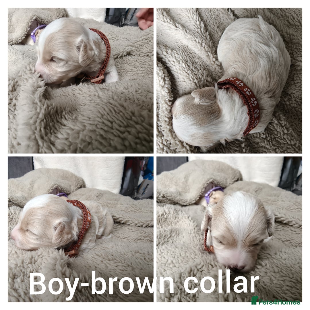 Maltipoo dogs for sale: F2 Mini Maltipoo, 4 boys - Image 9