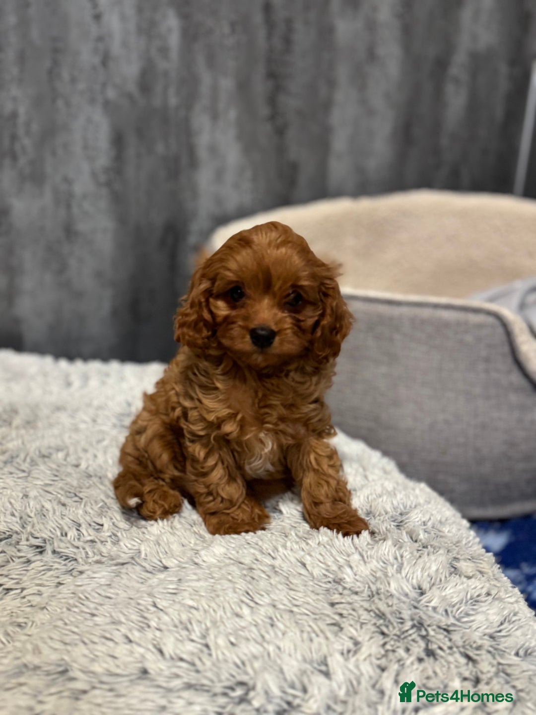 Cavapoo dogs for sale: F1 DNA tested Cavapoo puppies - Advert 4