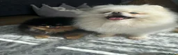 Pomeranian dogs for sale: White male Pomeranian age 3 - Advert 3