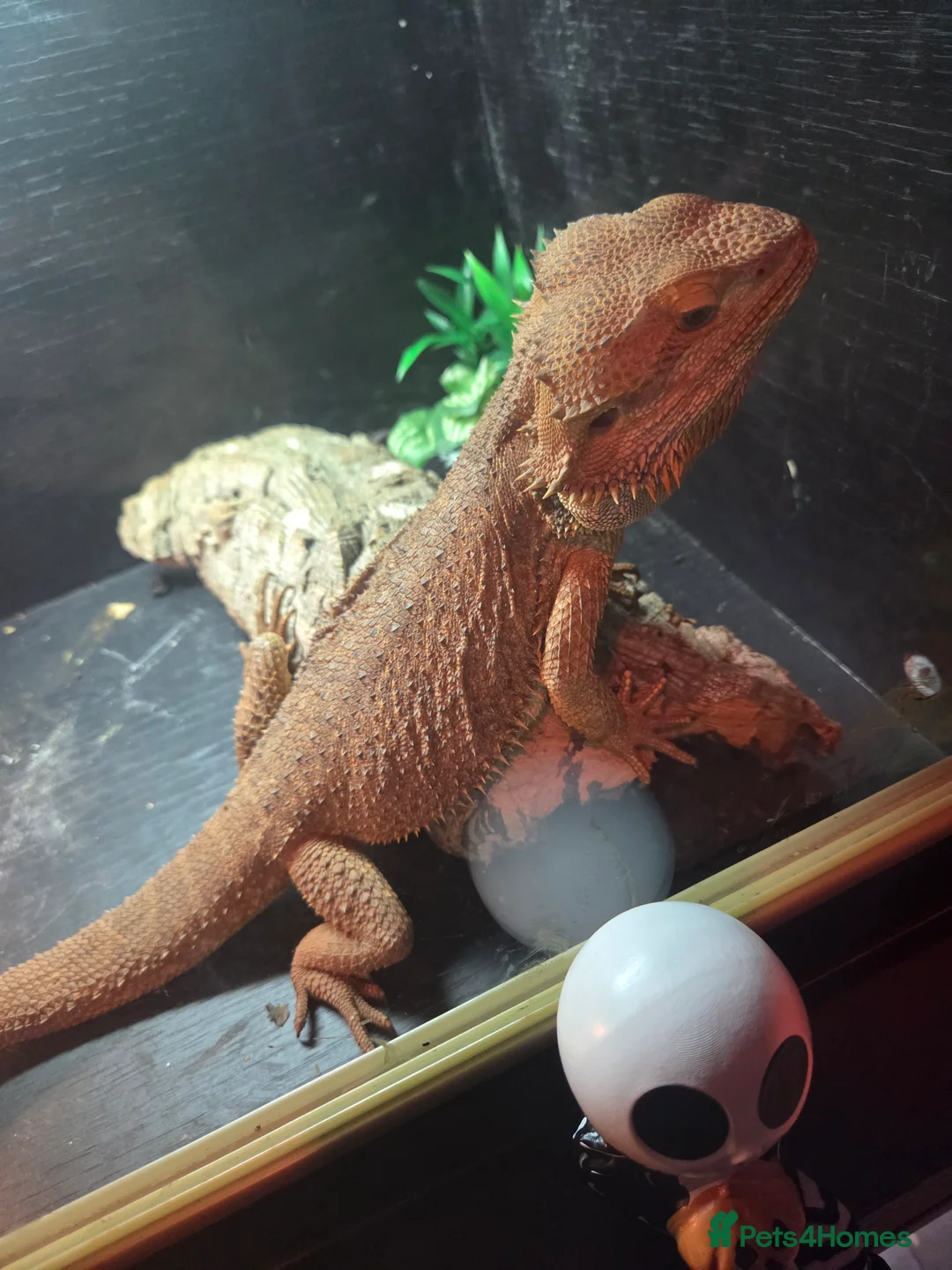 Bearded Dragon reptiles for sale: Male bearded dragon  - Advert 3