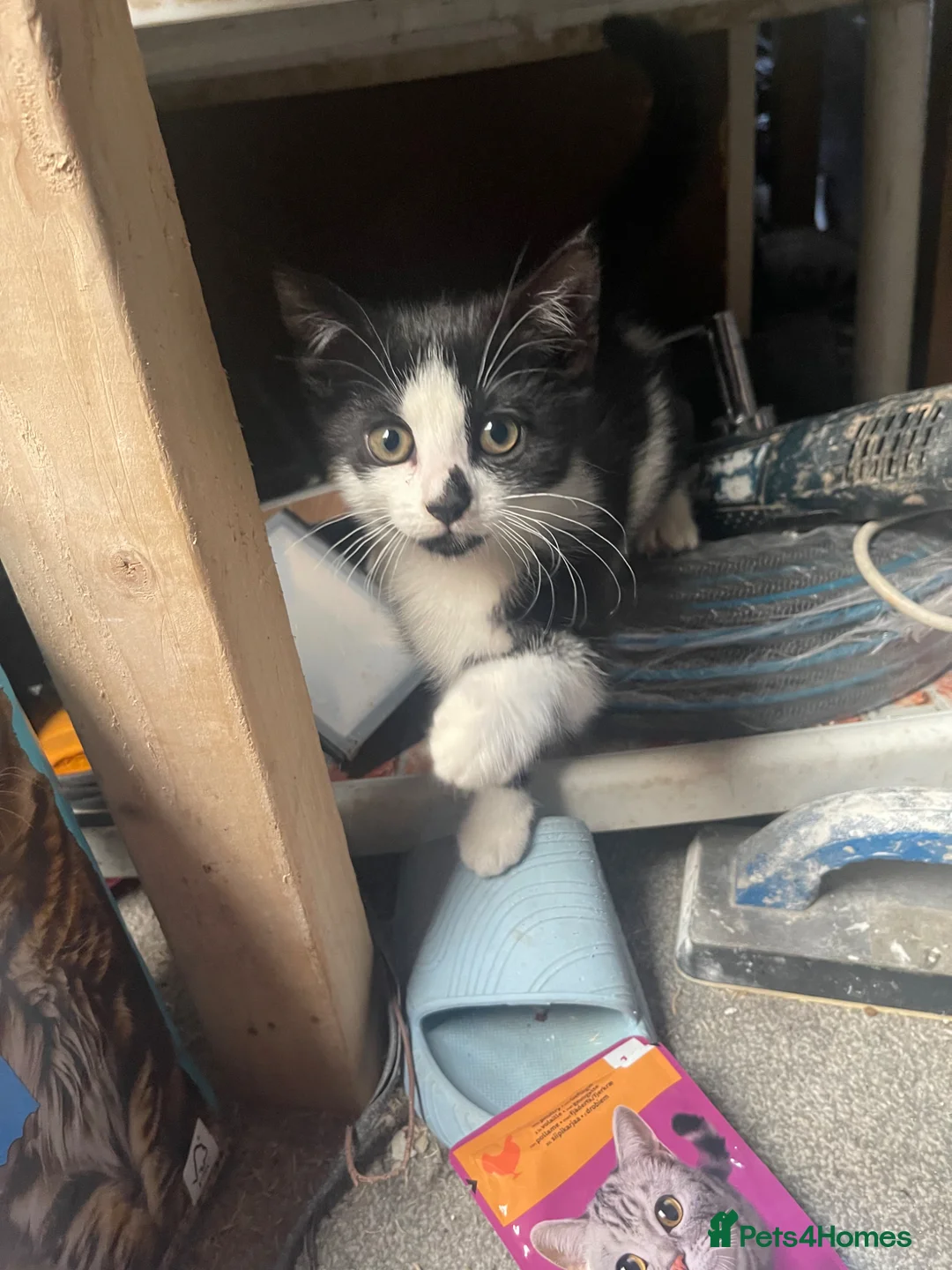 Mixed Breed cats for sale: Beautiful black and white kitten for sale £130 - Advert 2