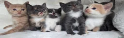 British Shorthair cats for sale: MIXED British Shorthair - Advert 12