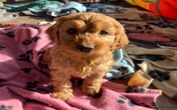 Cockapoo dogs for sale: Beautiful cockapoo girl puppy  - Image 5
