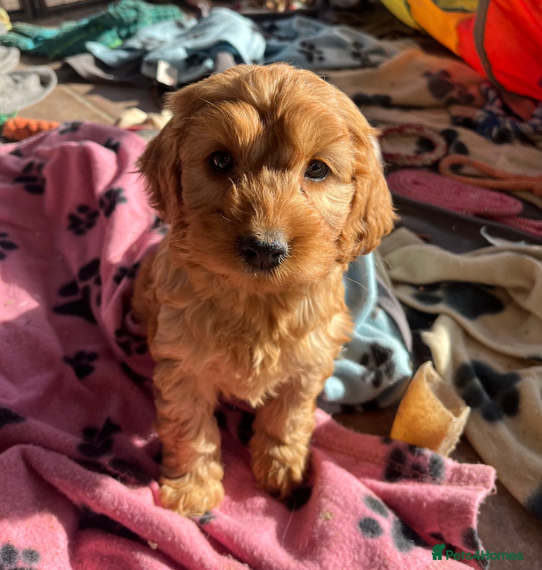 Cockapoo dogs for sale: Beautiful cockapoo girl puppy  - Image 5