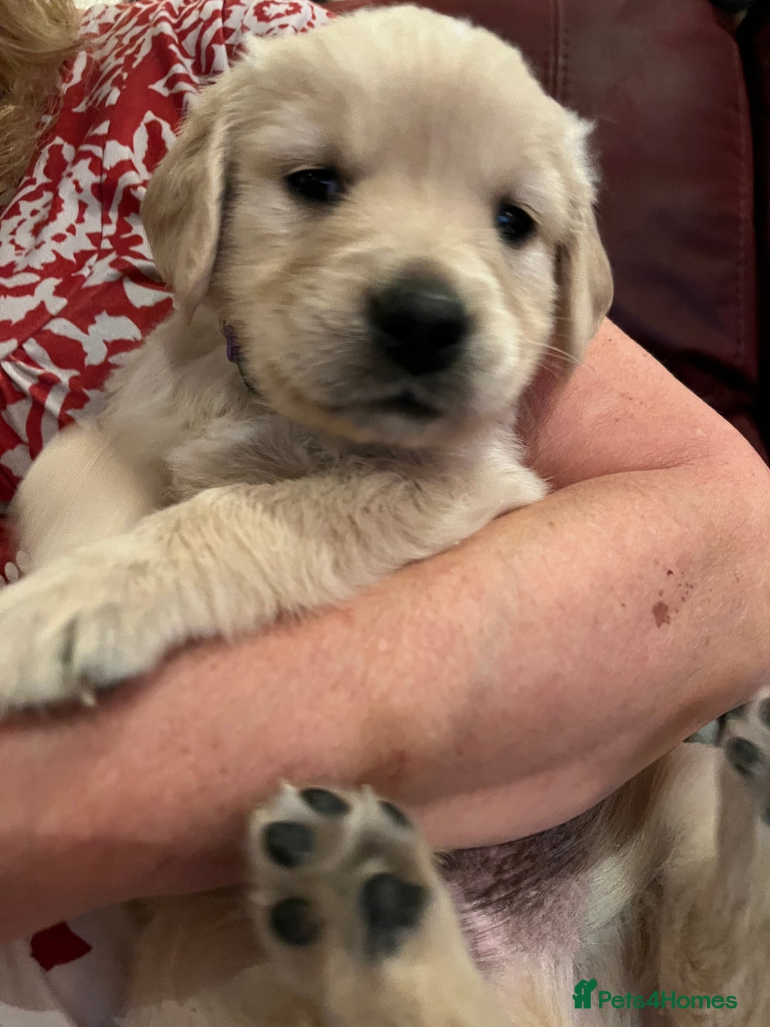 Golden Retriever dogs for sale: Golden Retriever puppies  - Advert 13