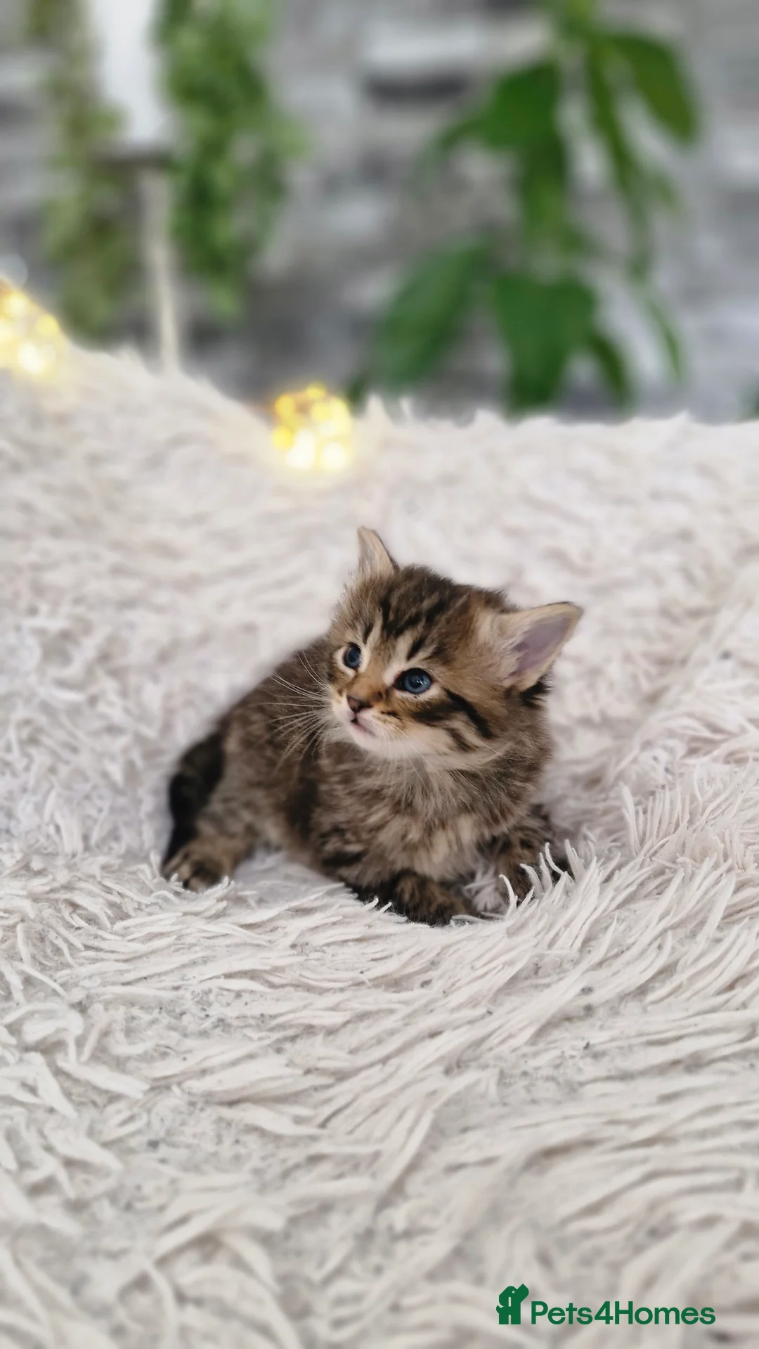 Mixed Breed cats for sale: Kittens - Advert 24