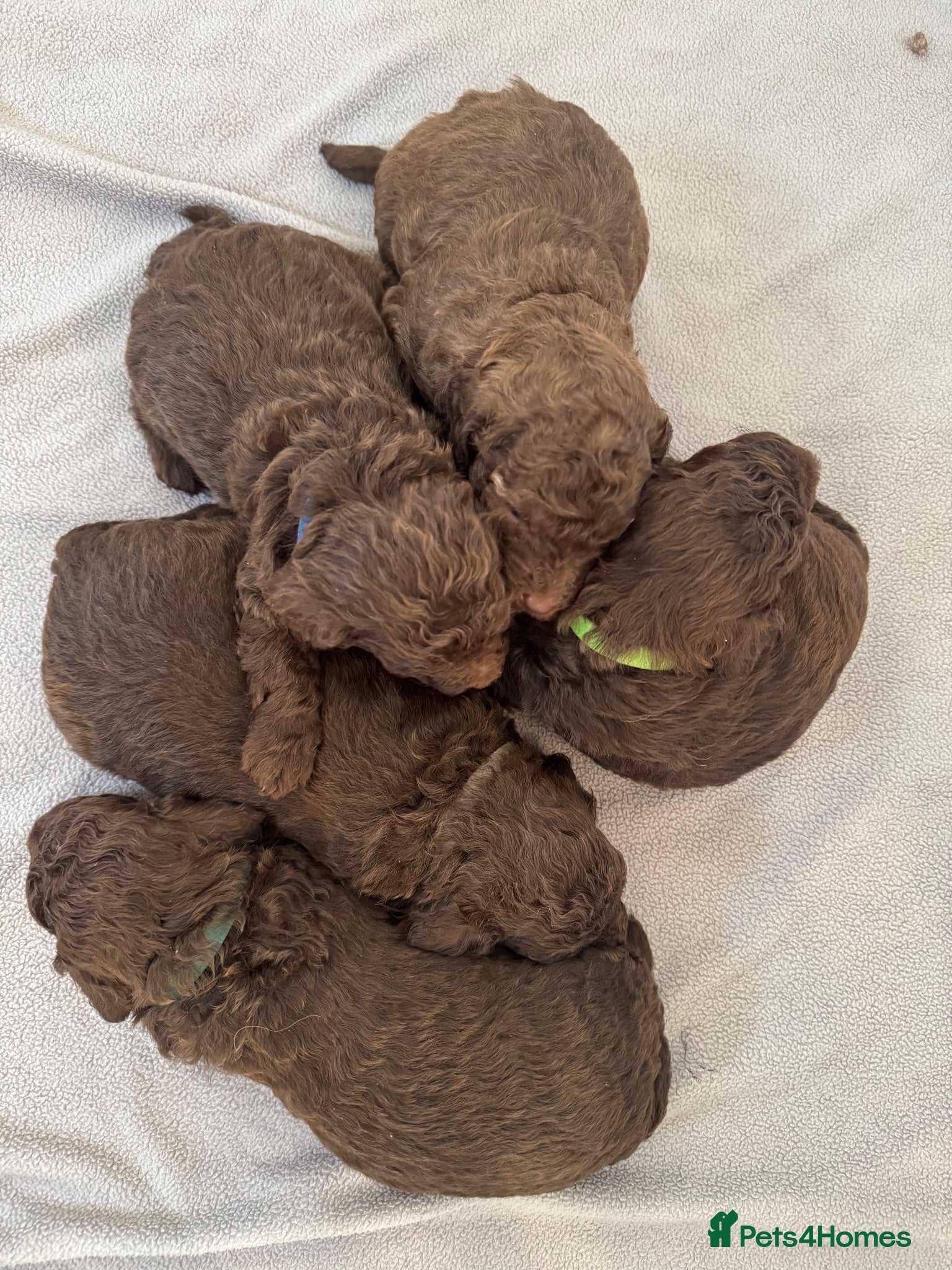 Cockapoo dogs Stunning Pure Chocolate F1b Cockapoos - Advert 1