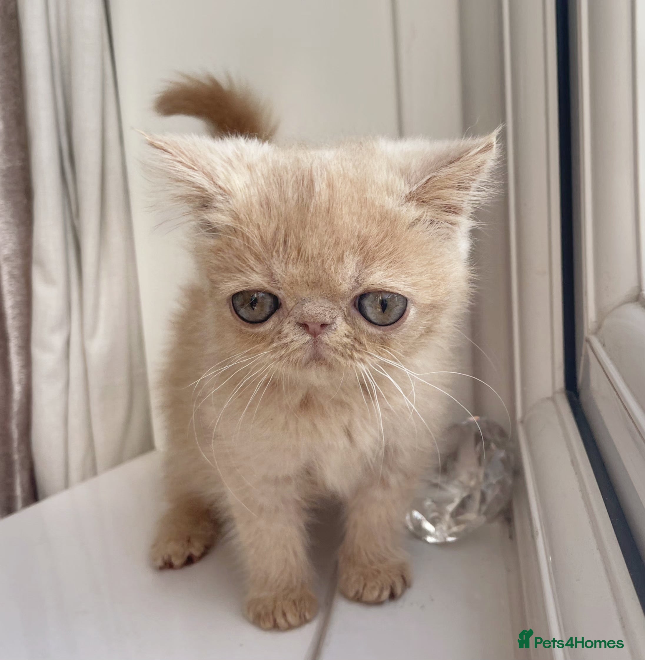 Exotic cats Super high quality Exotics - TICA reg pedigree - Advert 1