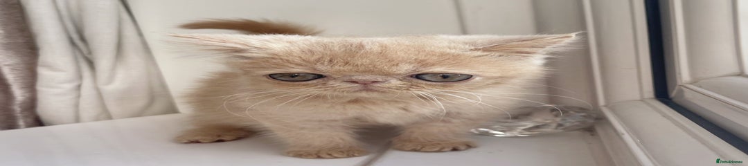 Cream boy