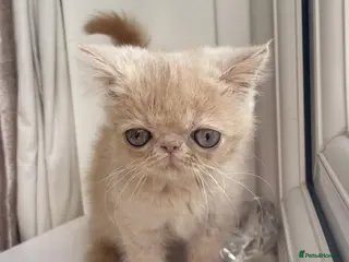 Exotic cats Super high quality Exotics - TICA reg pedigree - Advert 1