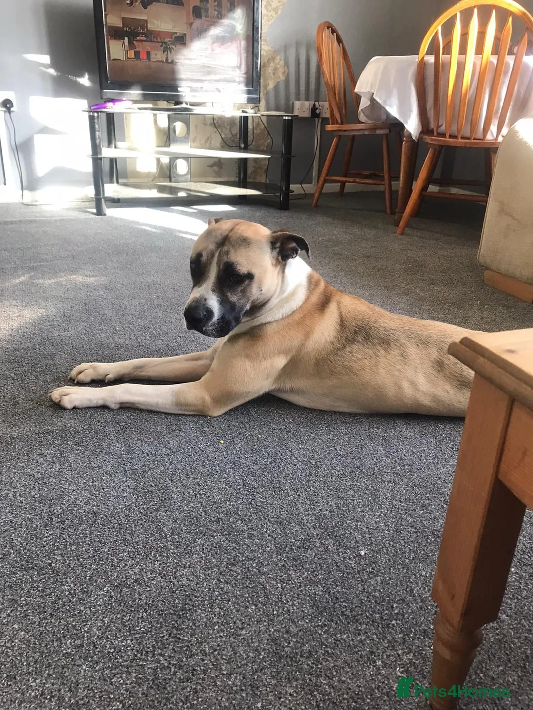 Mixed Breed dogs for sale: Milo is a staff x in Wolverhampton - Advert 8