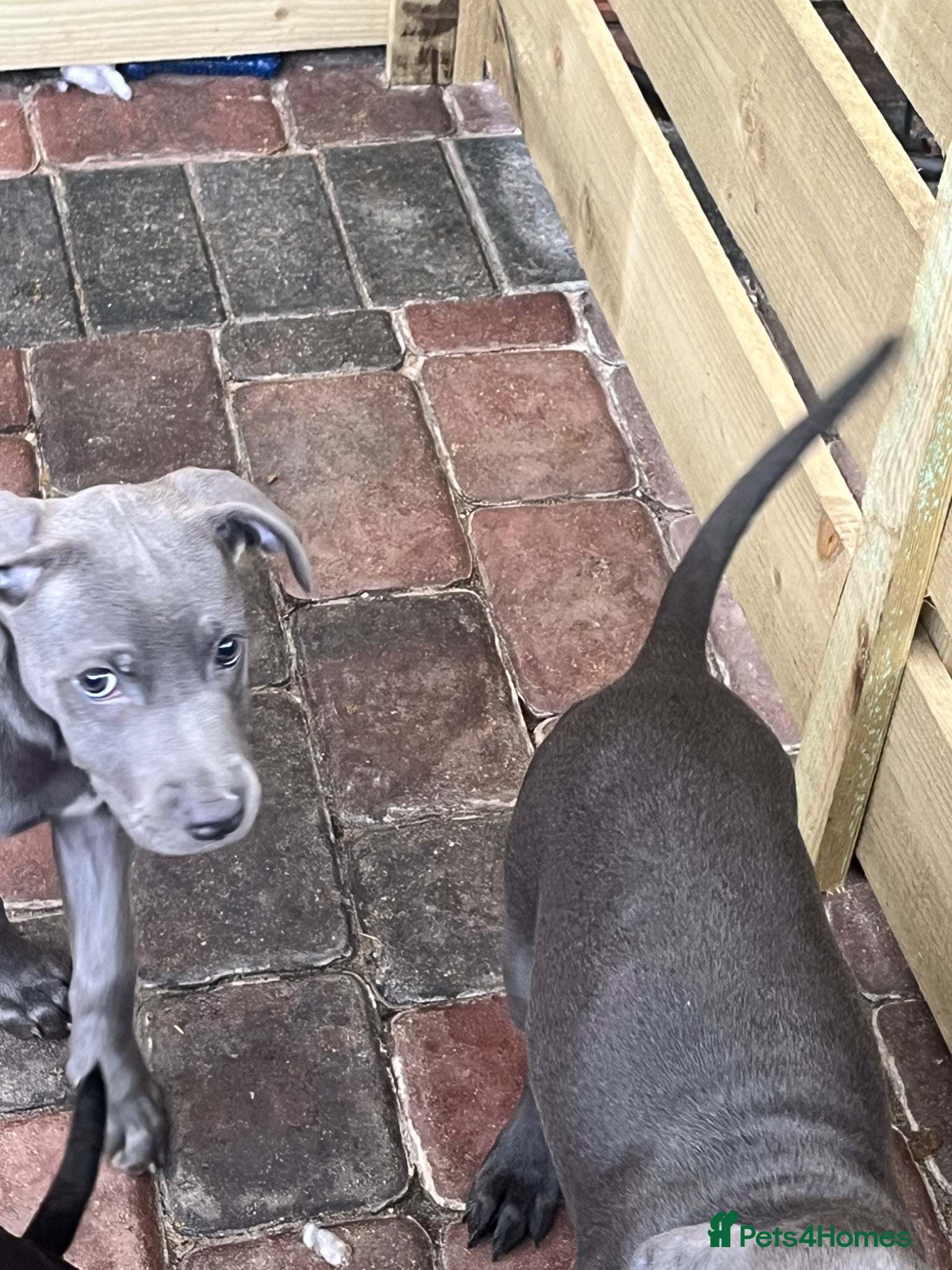 Cane Corso dogs for sale: Cane corso pups, 4 girls 2 boys, black and grey - Advert 11