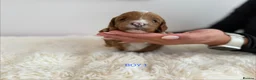 Cockapoo dogs for sale: Say Hello To Our Most Adorable Cockapoo Puppies - Advert 22