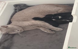 British Shorthair cats for sale: kittens liverpool - Image 1