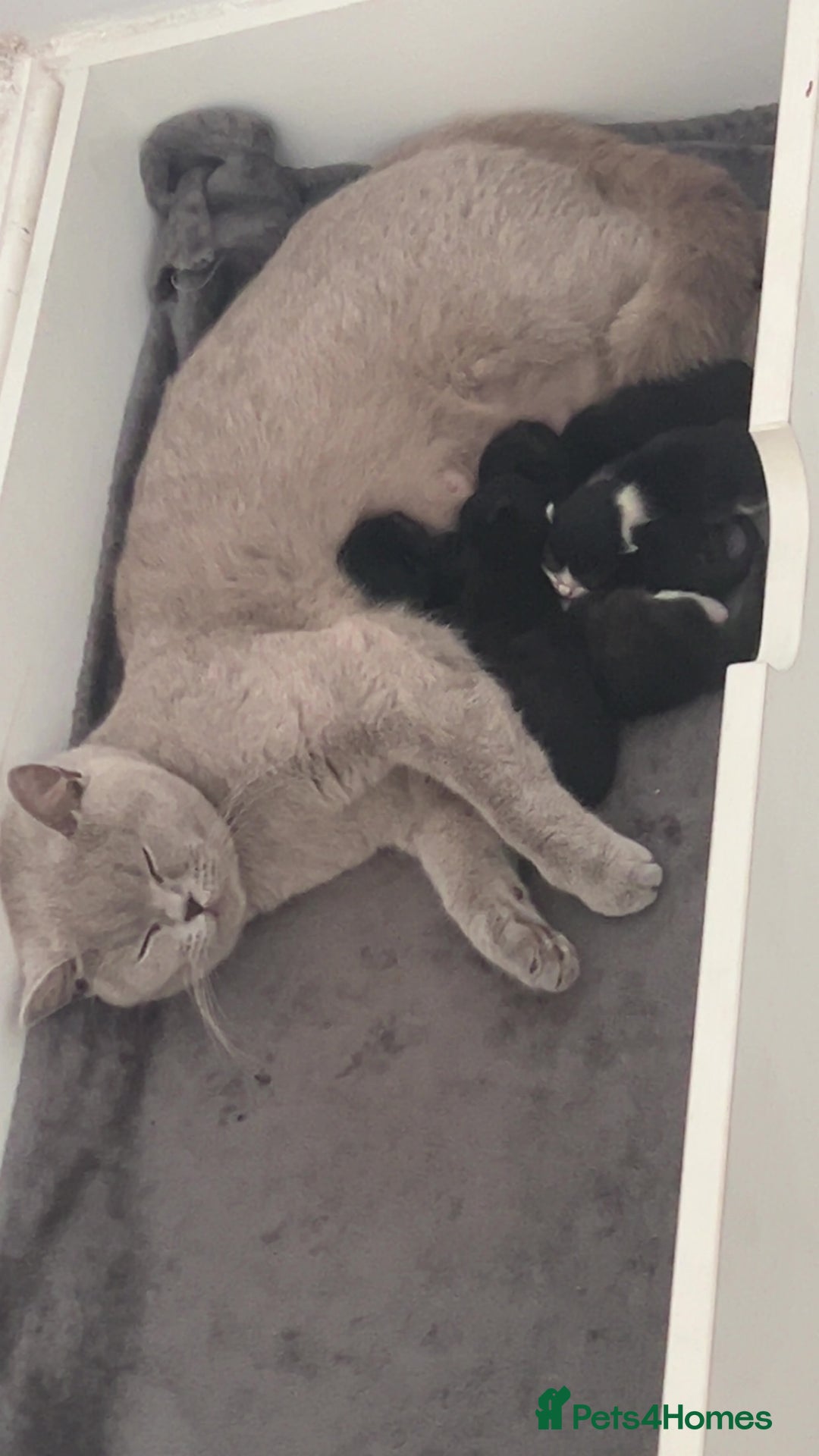 British Shorthair cats for sale: kittens liverpool - Image 1