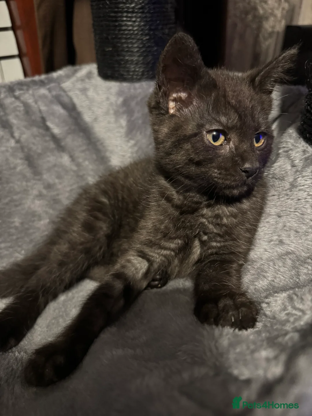 Mixed Breed cats for sale: British short hair cross maine coon  - Advert 4