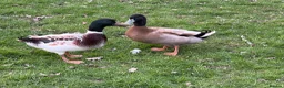 Ducks poultry for sale: Welsh Harlequin & Khaki Campbell Drakes - Advert 1