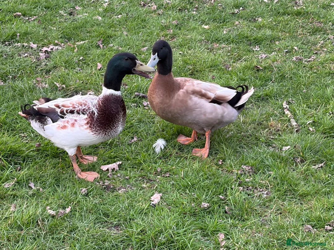 Ducks poultry for sale: Welsh Harlequin & Khaki Campbell Drakes - Advert 1