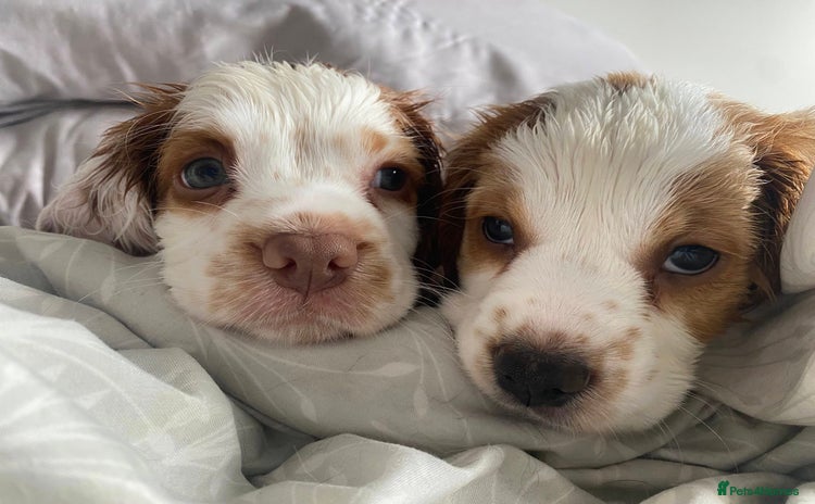 Mixed Breed dogs - Advert 2
