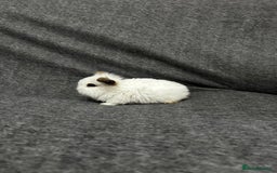 Mixed Breed rabbits for sale: Baby lion heads and lop mix  - Image 8