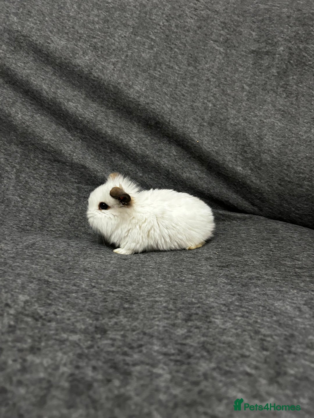Mixed Breed rabbits for sale: Baby lion heads and lop mix  - Image 8