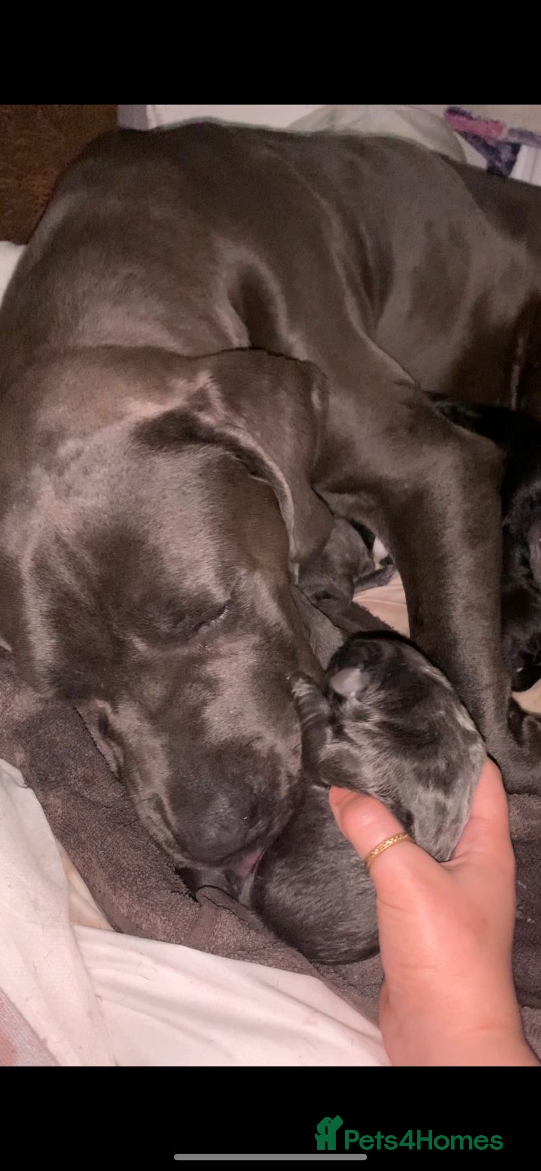 Cane Corso dogs for sale: Chunky blue cane corso pups - Image 15