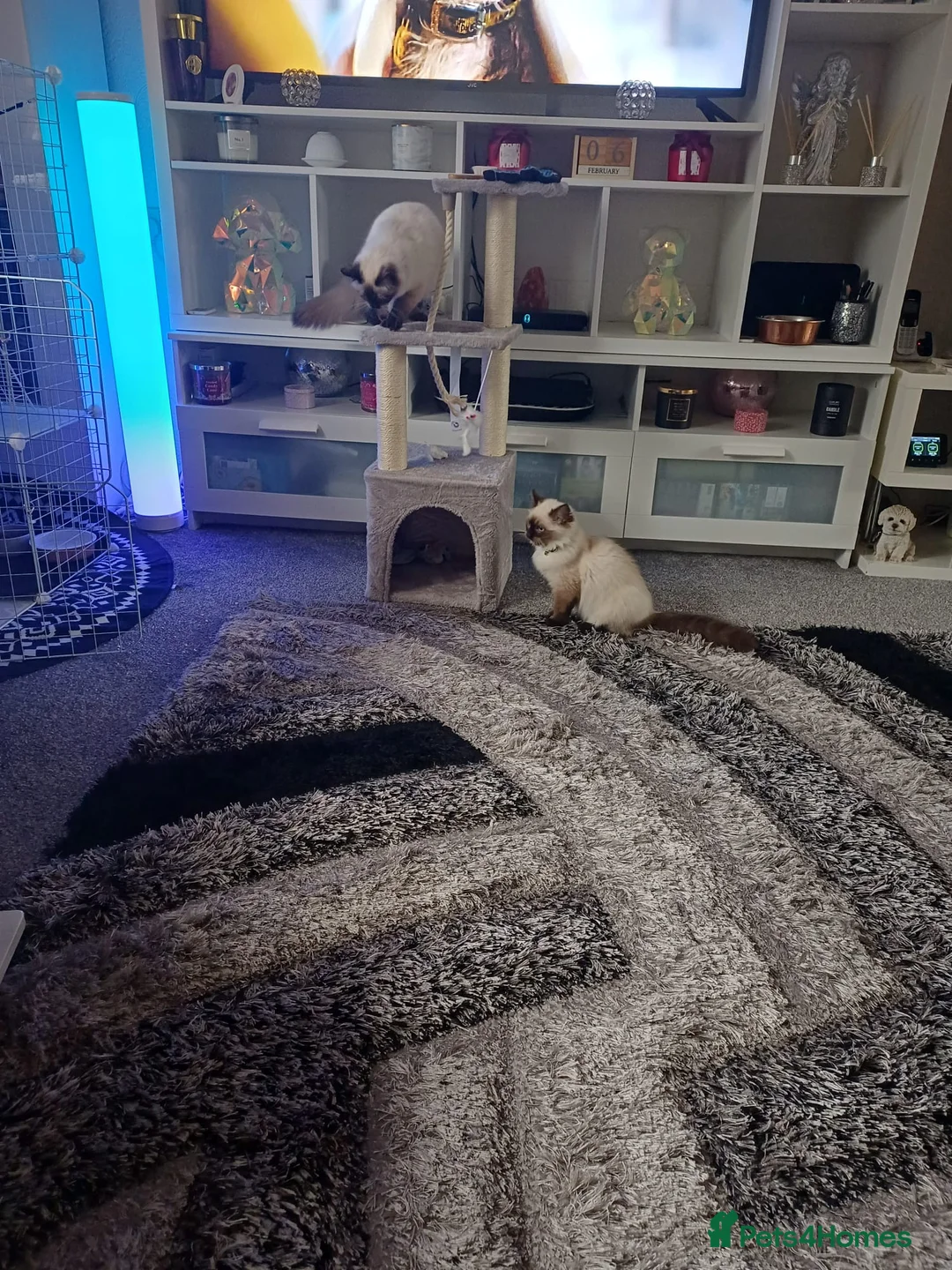 Ragdoll cats for sale: Two Ragdolls for Rehome/sale - Advert 3