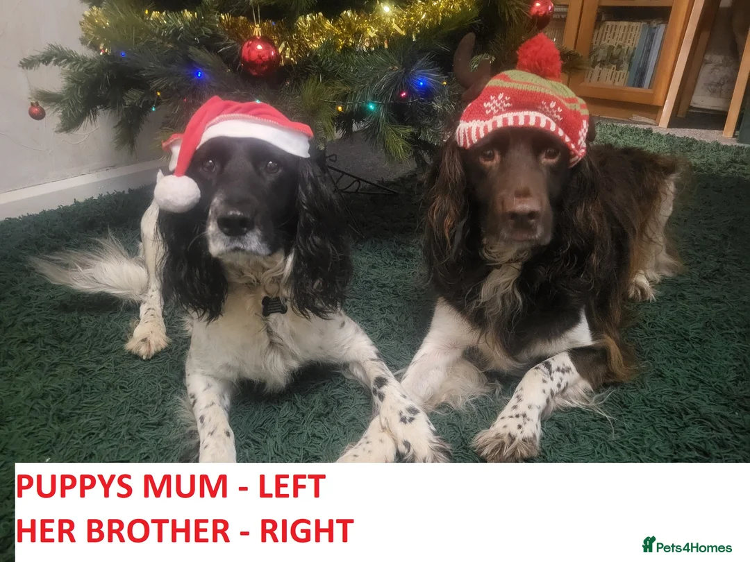English Springer Spaniel dogs for sale: STUNNING SPRINGER SPANIEL PUPPIES - Advert 1