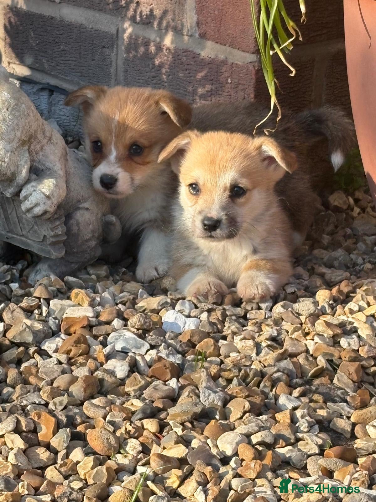 Welsh Corgi Pembroke dogs Beautiful KC Corgi Pups  - Advert 5