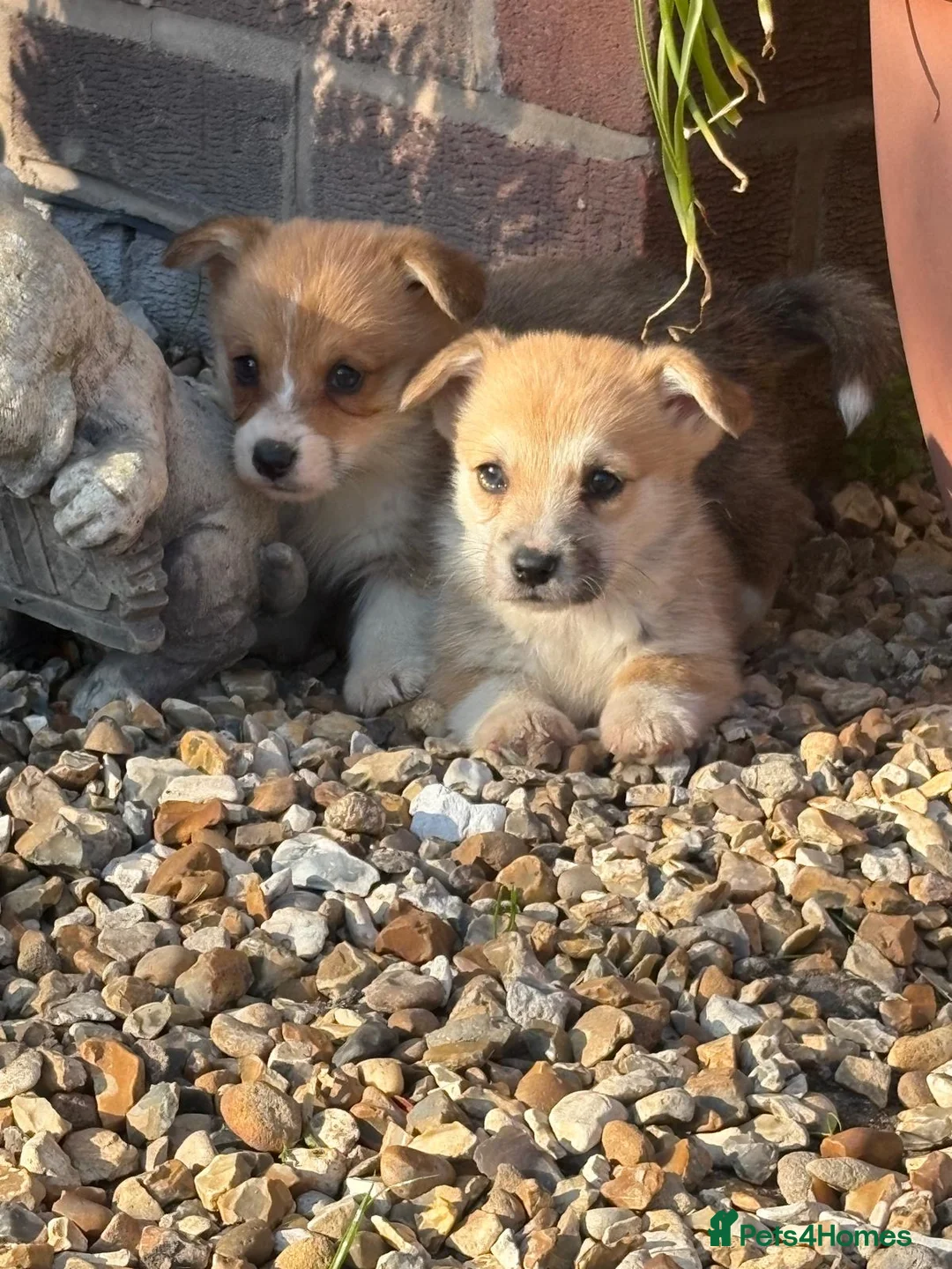 Welsh Corgi Pembroke dogs for sale: Ready to go, 1 left KC Corgi Pups  - Advert 1