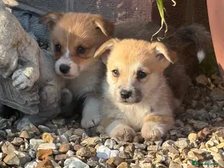 Welsh Corgi Pembroke dogs Beautiful KC Corgi Pups - Advert 5