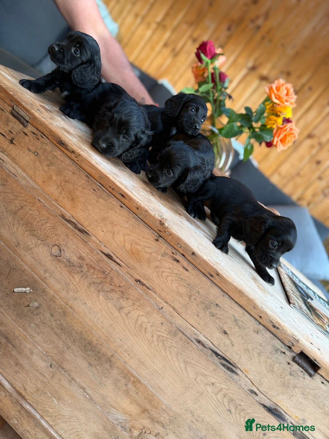 Cocker Spaniel dogs for sale: Kc cocker spaniels  - Image 16