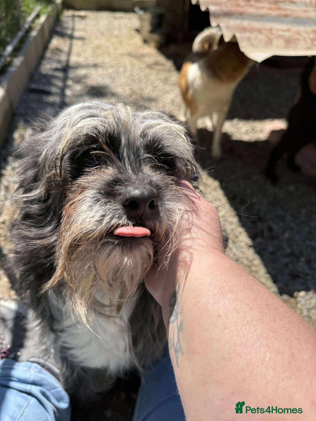 Mixed Breed dogs for adoption: Chewie - tiny girl looking for a home of her own! - Image 5