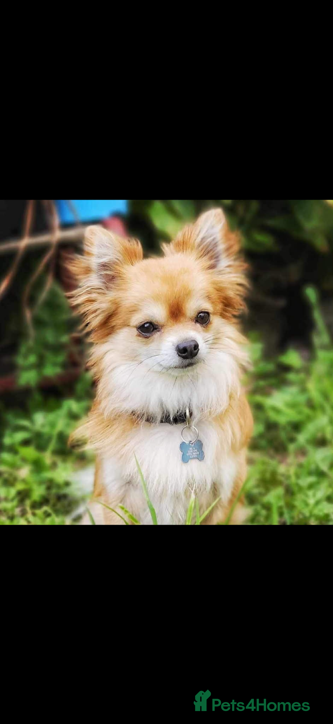 Chihuahua dogs for sale: Long Hair Chihuahua for rehome - Advert 1