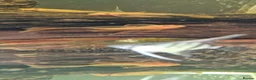Plecos fish for sale: L519 honeycomb and longfin Super Red Plecos - Advert 5