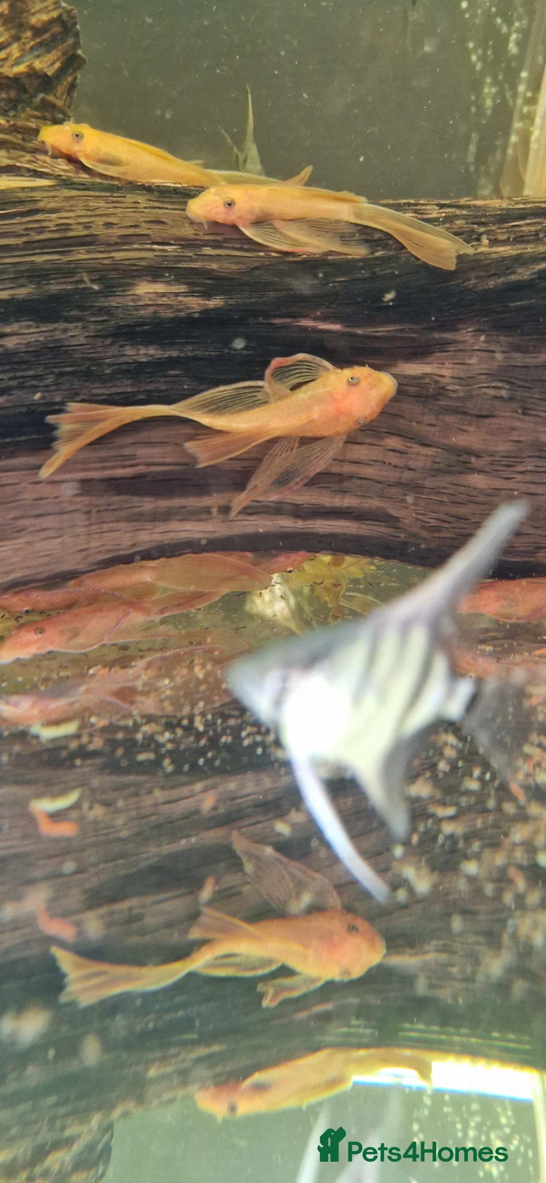Plecos fish for sale: L519 honeycomb and longfin Super Red Plecos - Advert 5