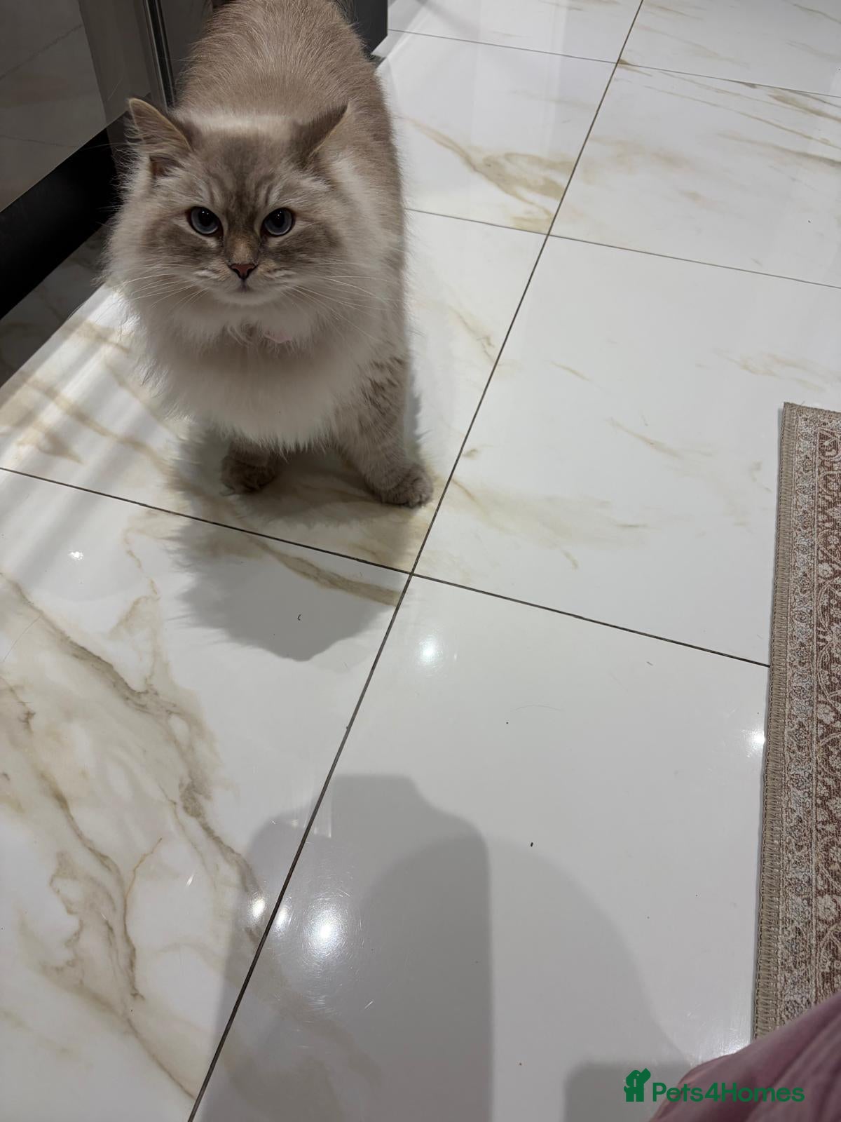 Siberian cats White Female - Advert 1