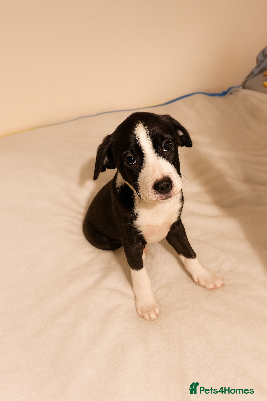 Mixed Breed dogs Saffie cross pups - Advert 15