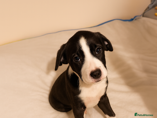 Mixed Breed dogs Saffie cross pups - Advert 1