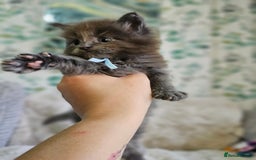 Maine Coon cats for sale: GCCF Registered Pedigree Maine Coon Kittens - Image 18