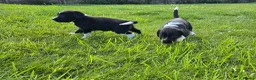 Mixed Breed dogs for sale: Sprollies  - Advert 3